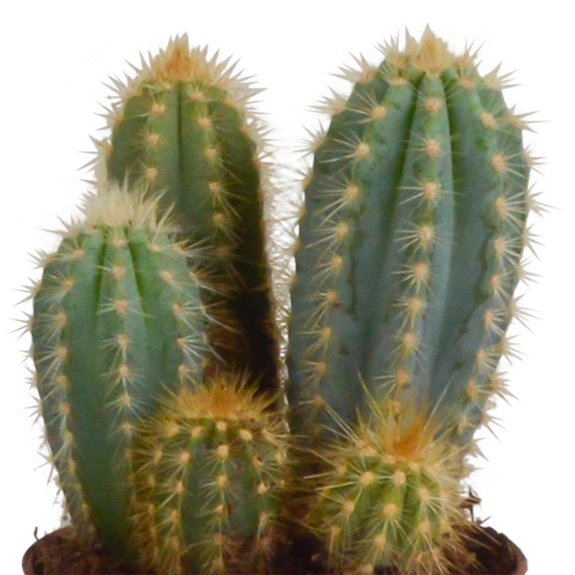 Cereus mix 10,5cm - 3x - in terracotta pot
