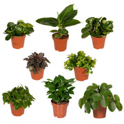 Caja sorpresa - Ø12cm - ↕25cm - x8