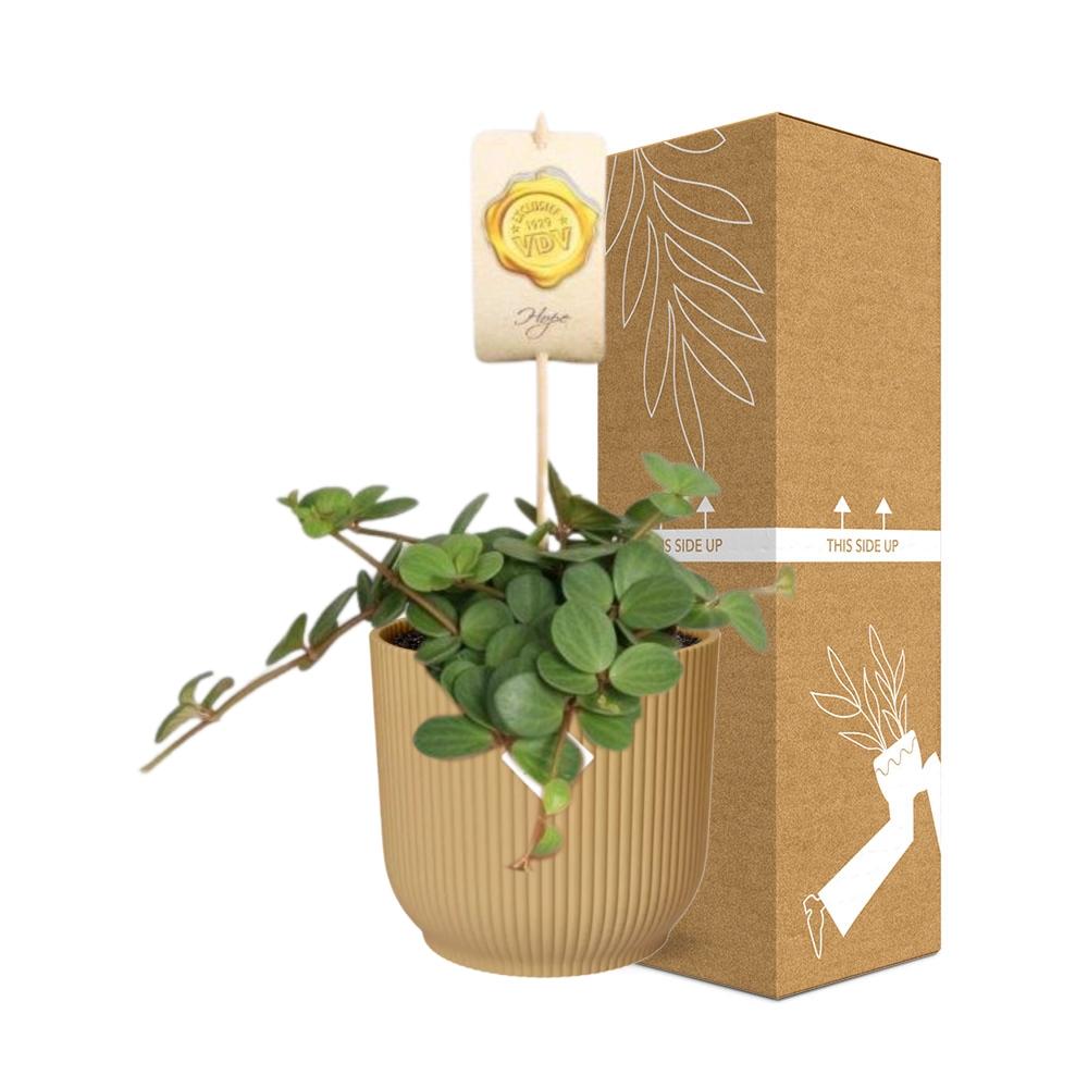 Peperomia 'Hope' in ELHO Vibes Fold 14cm gelb
