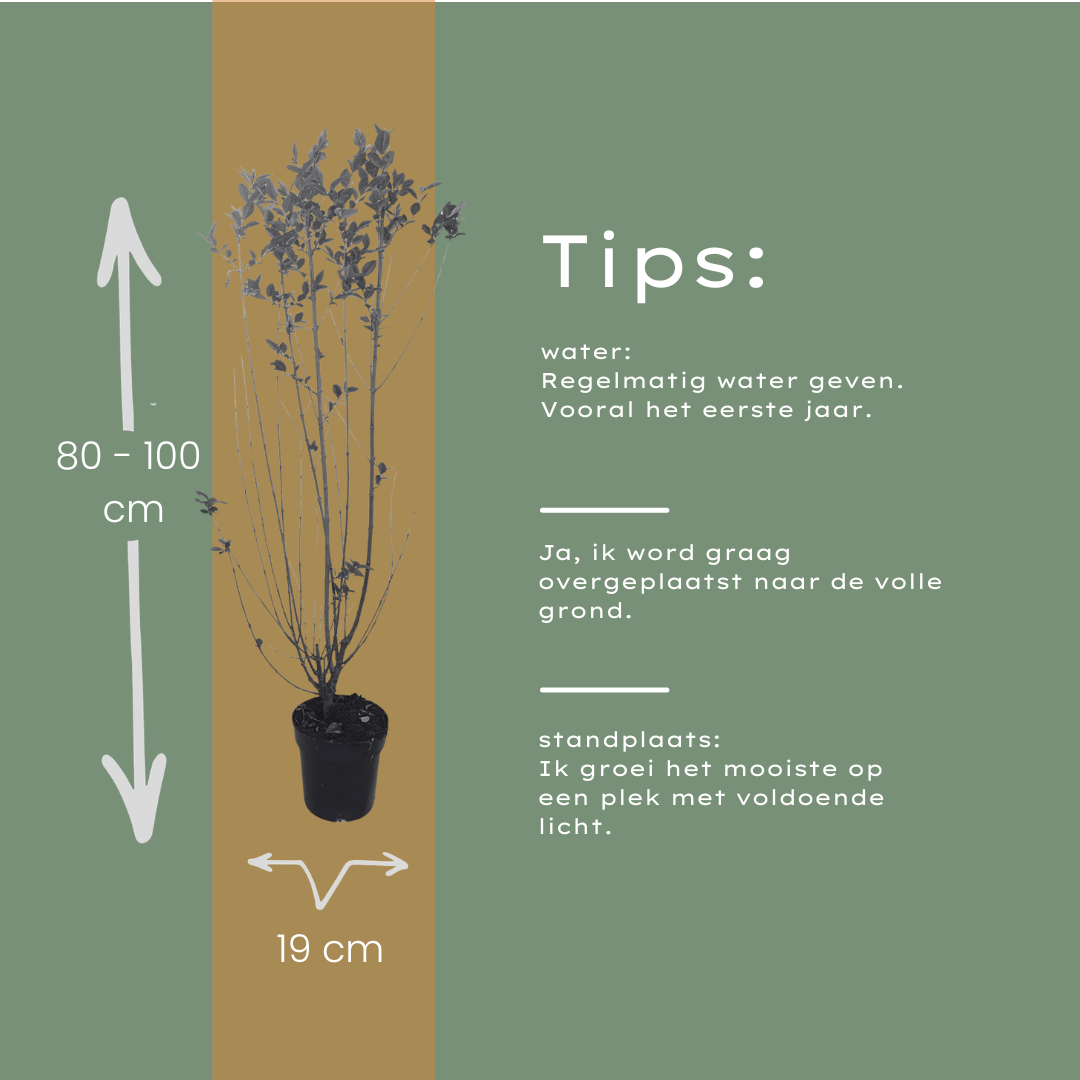 Ligustrum Ovalifolium ↕ 80-100 - Ø 19cm - 50x | Mini Pallet