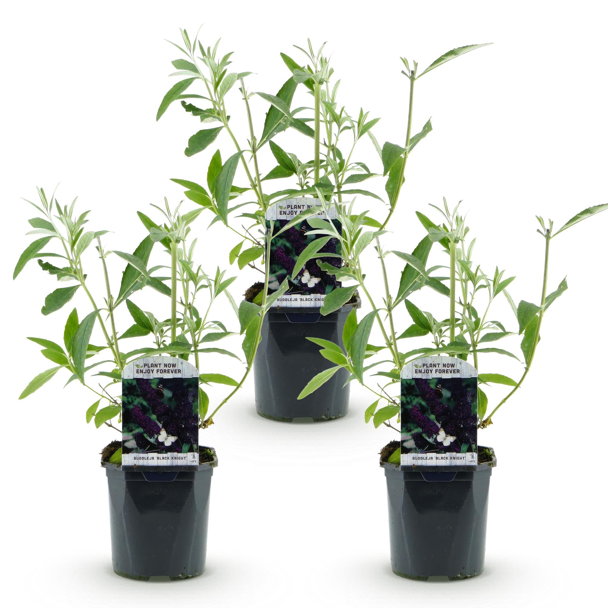 Buddleja davidii Black Night - Vlinderstruik - Winterhard - Paars - 3 Planten - Pot 17cm - Hoogte 45cm