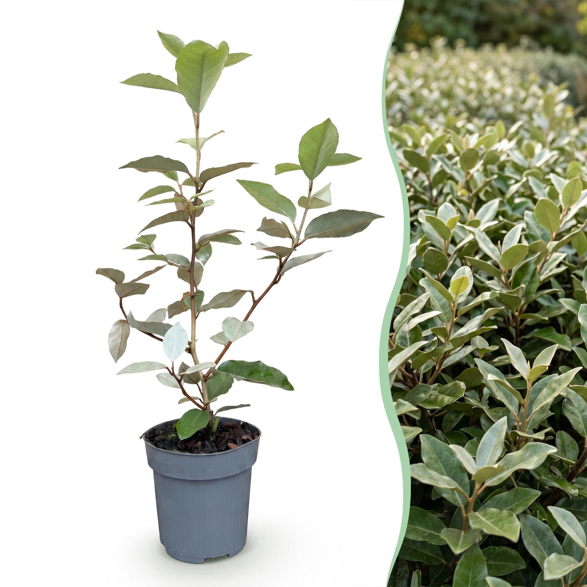Eleagnus ebbingei Compacta - Olijfwilg 16x - Haagplanten - Groenblijvend - Grijs - Pot 9cm - Hoogte 25-35cm
