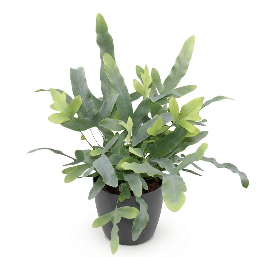 Phlebodium aureum Blue Star - Blauwe Varen - Blauw - met Potter Grijs - Pot 12cm - Hoogte 25cm