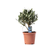 Olea Olive on Trunk - Ø13cm - ↕21cm