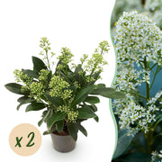 Skimmia japonica Finchy - Bloem Wit - 10+ Bloemen - 2 Planten - Winterhard - Pot 10,5cm Hoogte 25cm