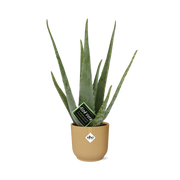 Aloe Vera 12cm in ELHO Vibes Fold 14cm geel