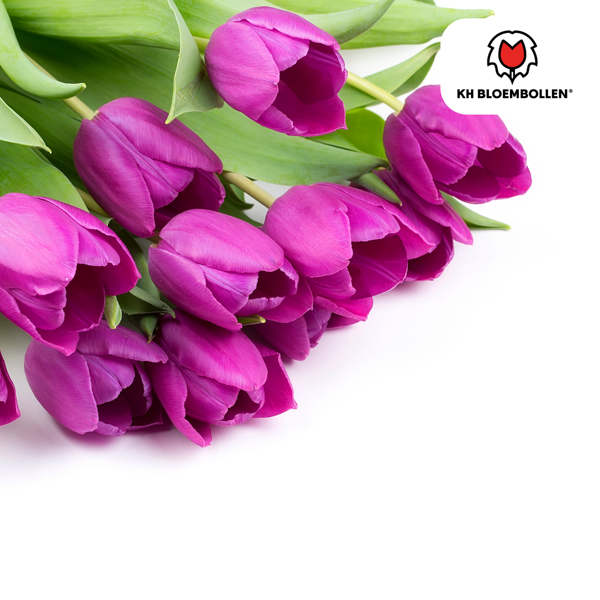 Purple Prince -tulppaanien sipulit – 20 kpl | KH Bloembollen® | Purppura-violetti tulppaani – Voimakas ja kuninkaallinen – Puutarhaan tai ruukkuun – Koko 11/12 – Tuoreena viljelijältä
