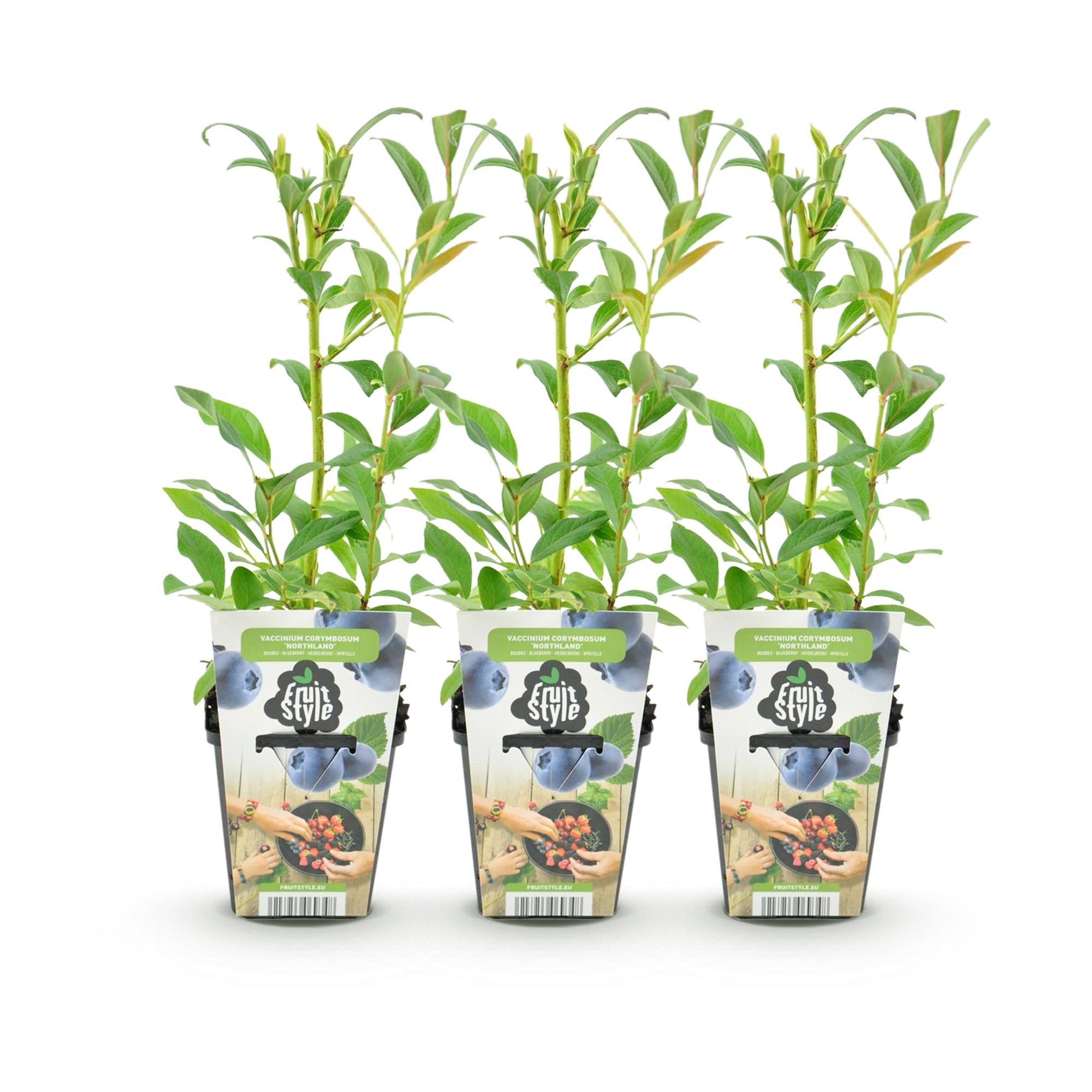 Blauwe Bes - Vaccinium corymbossum Northland - Winterhard - 3 Planten -Pot 9 cm - Blauwe Bes
