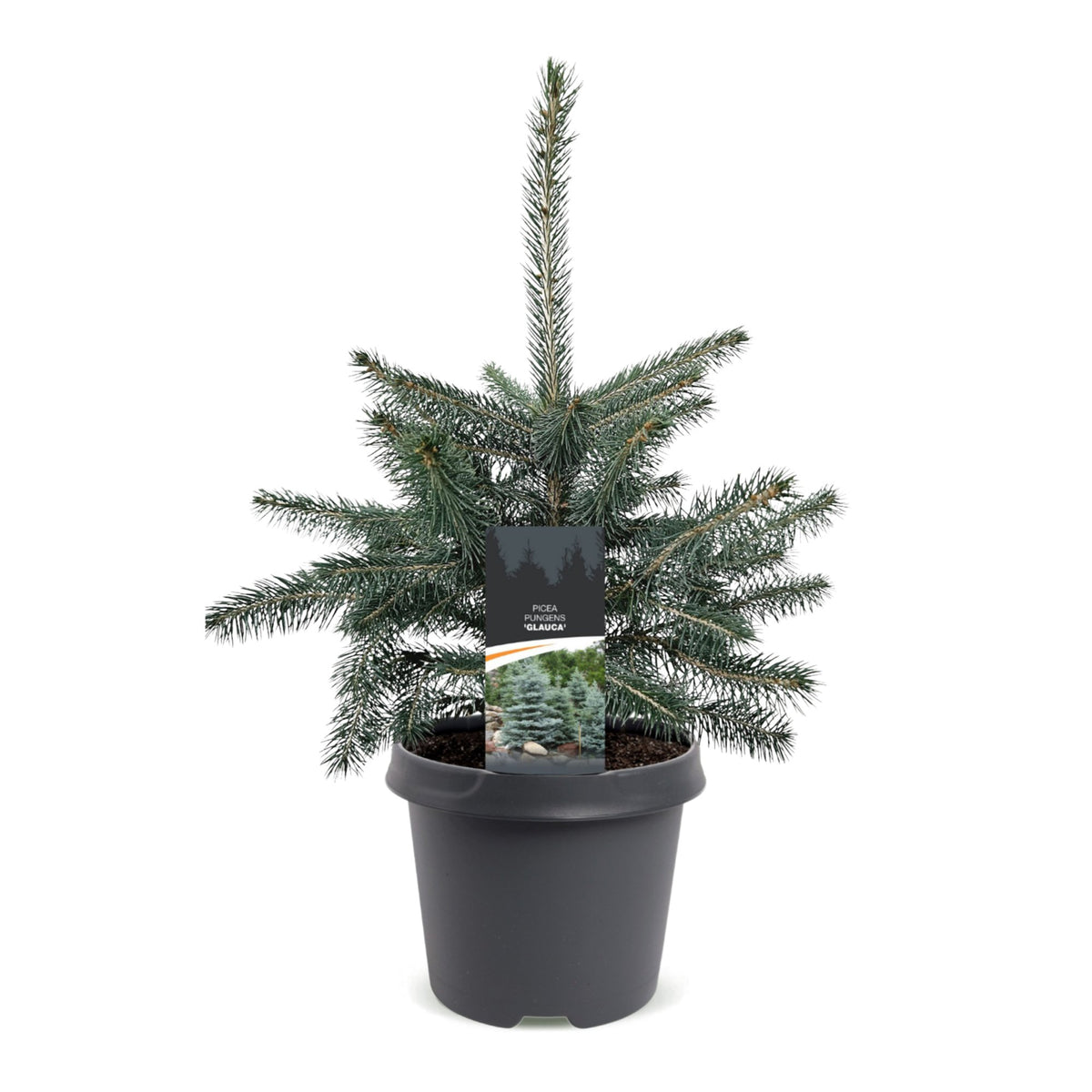 Picea pungens Glauca - Blauwe spar - Blauw - Kerstboom - Ø23cm - ↕60cm