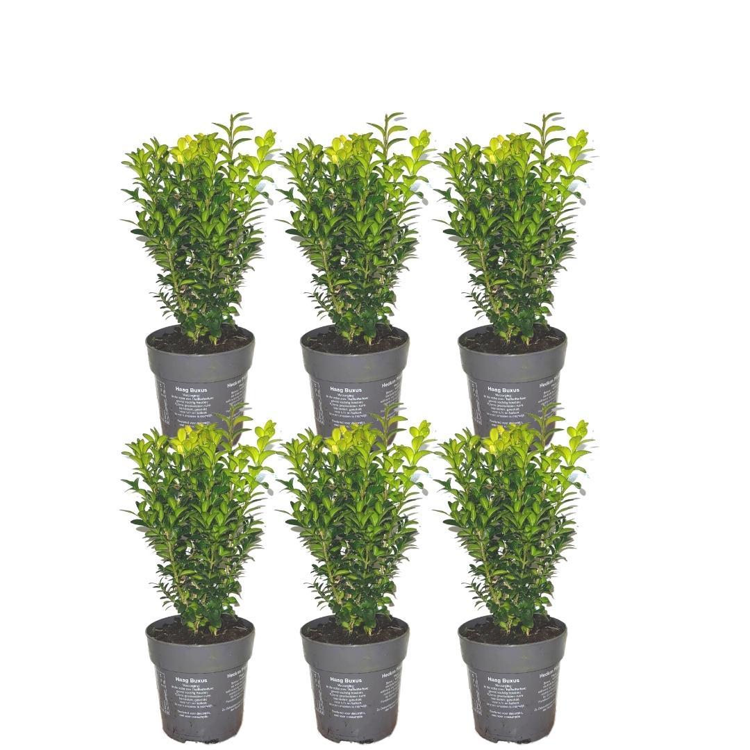 Buxus Sempervirens haag 1 meter - ↨ 20 cm - 6 x Ø 12 cm