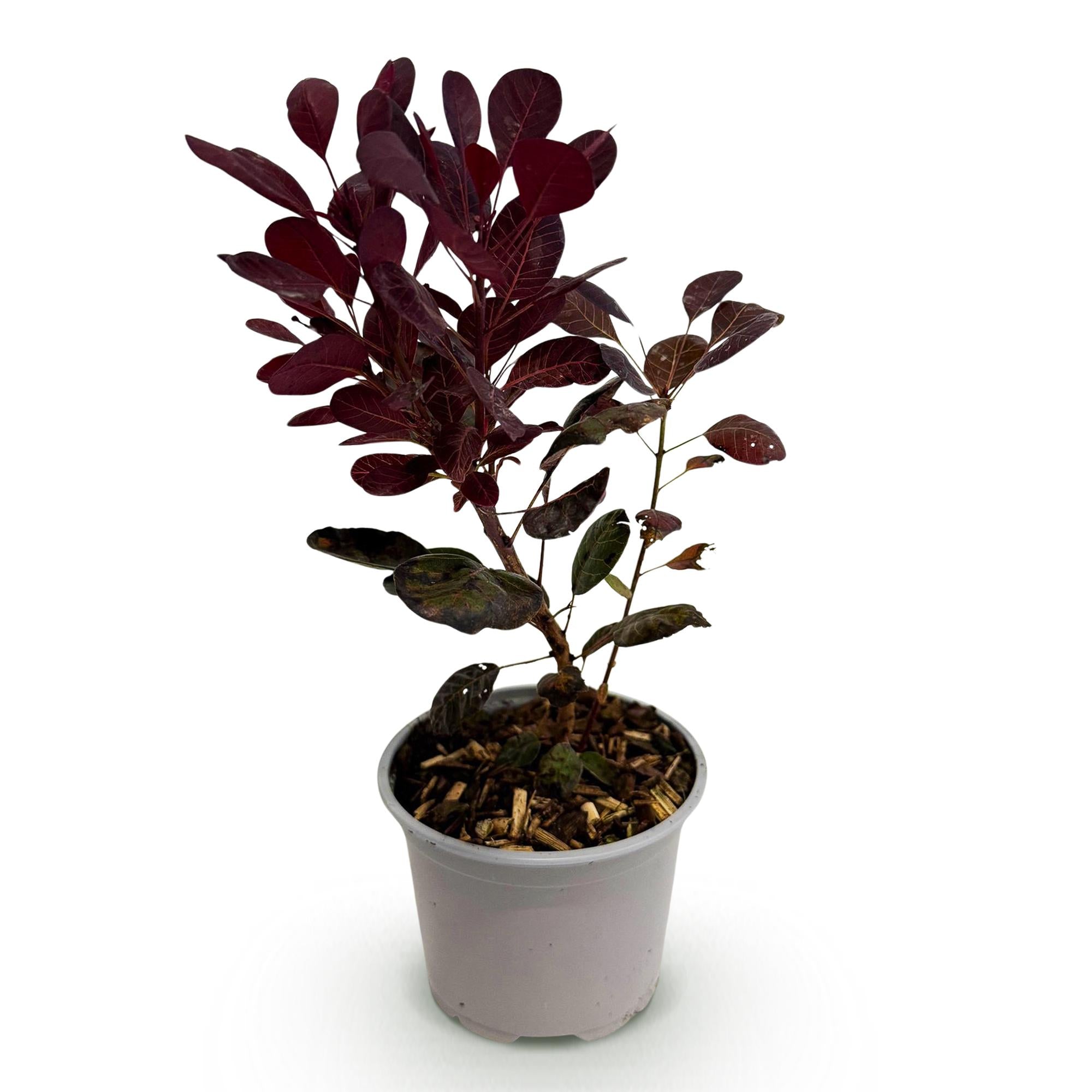 Cotinus coggyria Lilla - Paars 1 Plant - Bladverliezend - Weinig Onderhoud - Pot 12cm Hoogte 35cm