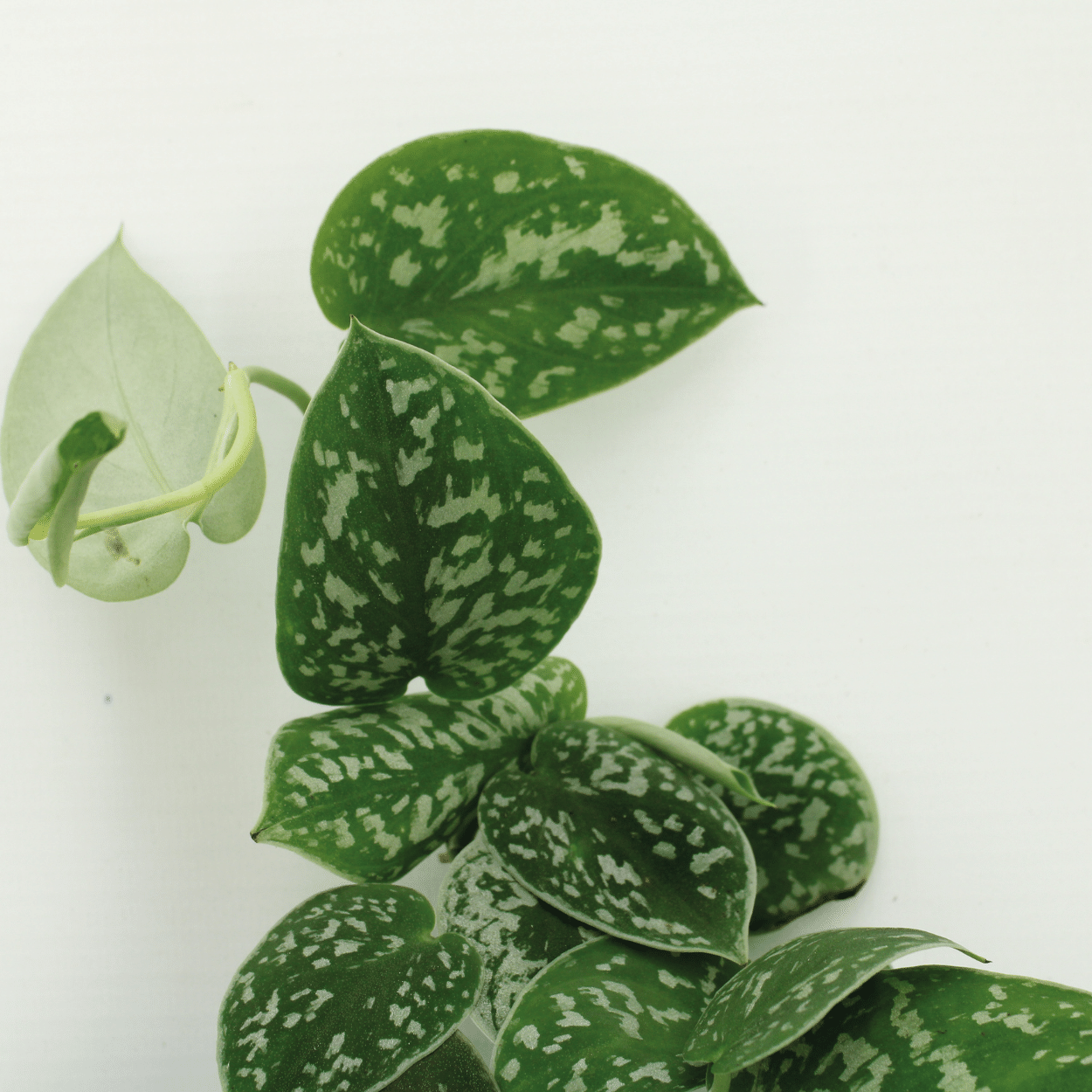 Scindapsus Pictus (Epipremnum) - 2 pezzi - Ø15cm - ↕20cm