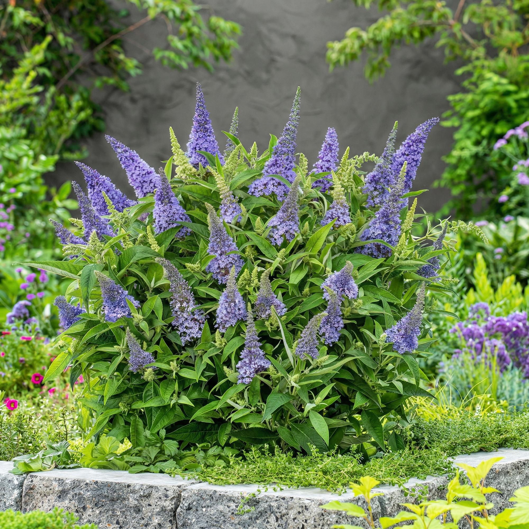 Buddleja davidii Butterfly Candy Little Lila - Vlinderstruik - Compact - Lila - 1 Plant - Pot 12cm - Hoogte 20-25cm