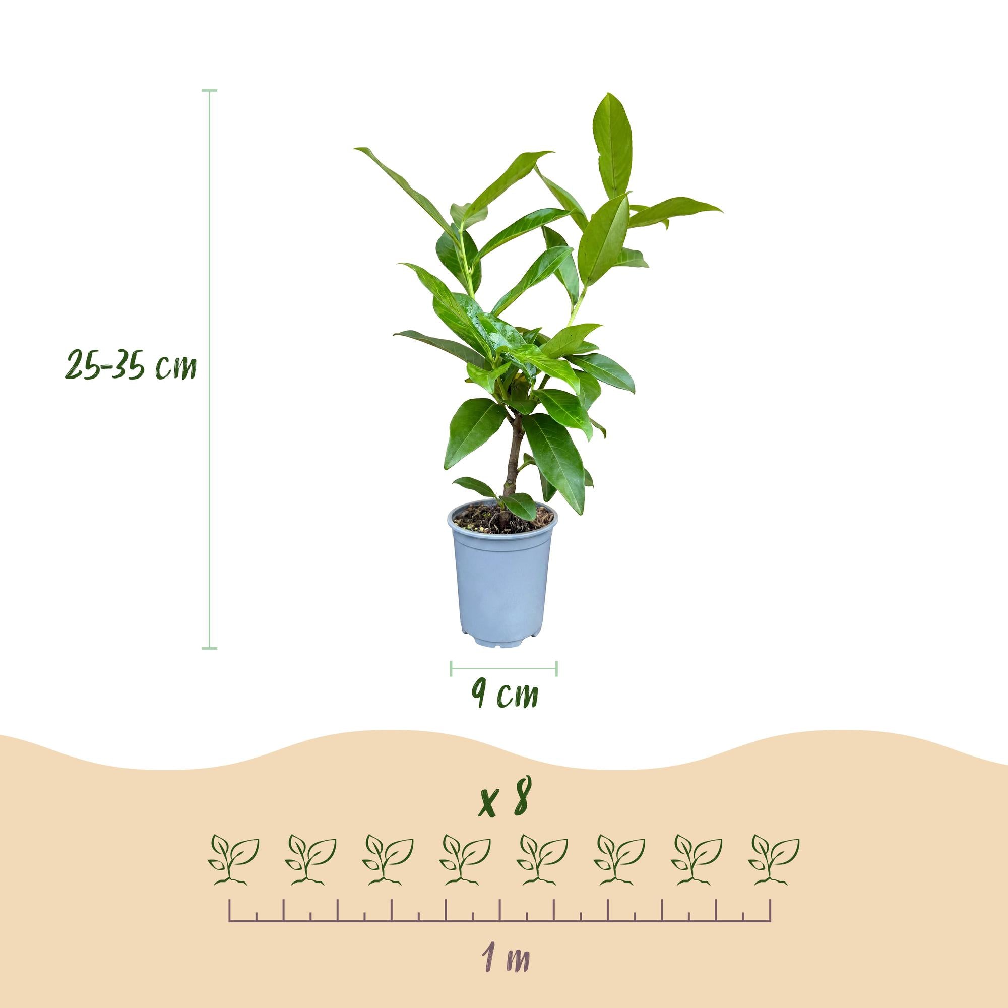 Prunus laur. Novita - Laurierkers 16x  - Haagplanten - Groenblijvend - Groen - Pot 9cm - Hoogte 25-35cm