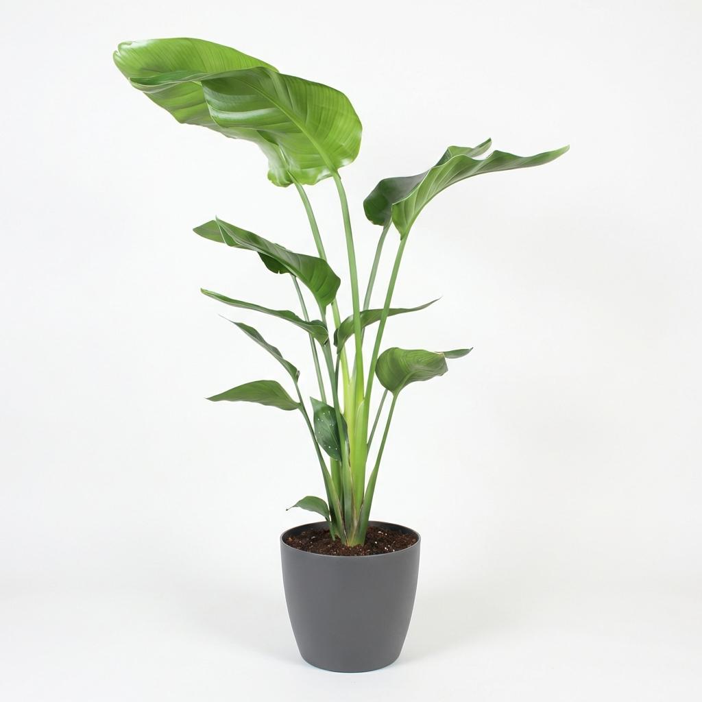 Strelitzia Nicolai - Paradijsvogelbloem - met Potter Grijs - Pot 21cm - Hoogte 110-120cm
