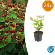 24x Hypericum inodorum 'Beauté' - ↕10-25cm - Ø9cm