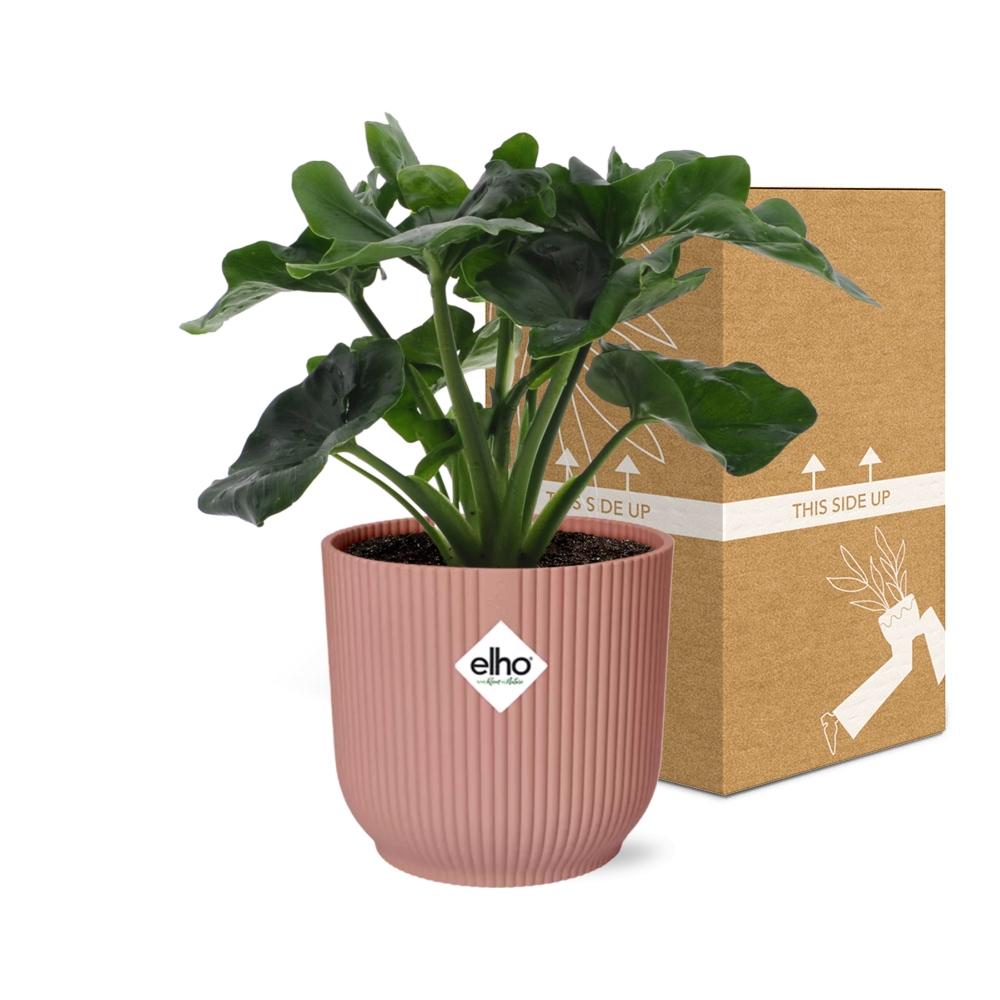 Philodendron Atom in ELHO Vibes Fold 14cm pink