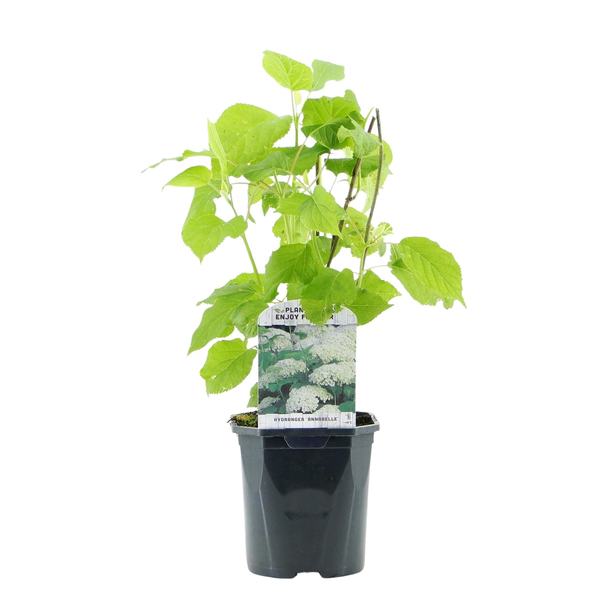 Green boutiQ – Federhortensie (Hydrangea arborescens 'Annabelle') – Weiße Blüten – 3 Pflanzen – 1 m² – Laubabwerfend – Große Blüten – Topf: 17 cm, Höhe: 50 cm
