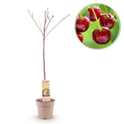 Green boutiQ – Obstpflanze – Kirschbaum – Prunus avium Regina – Rote Kirsche – Topf 21 cm, Höhe 90 cm