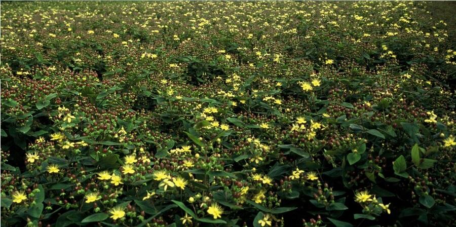 12x Hypericum inodorum 'Rheingold' - ↕10-25cm - Ø9cm