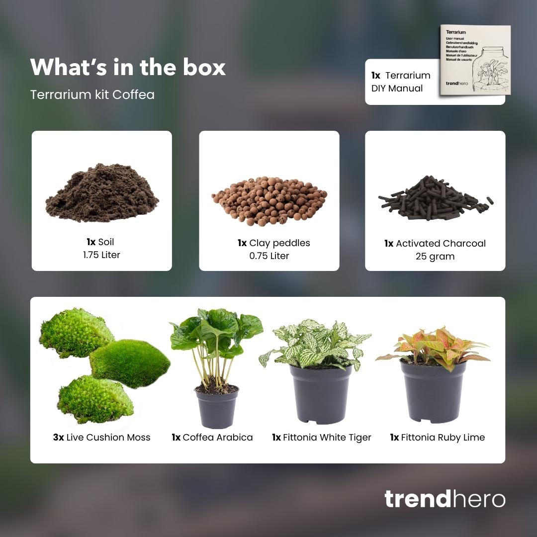 Plant terrarium kit - Coffea Arabica - Refill & Starter Kit - DIY