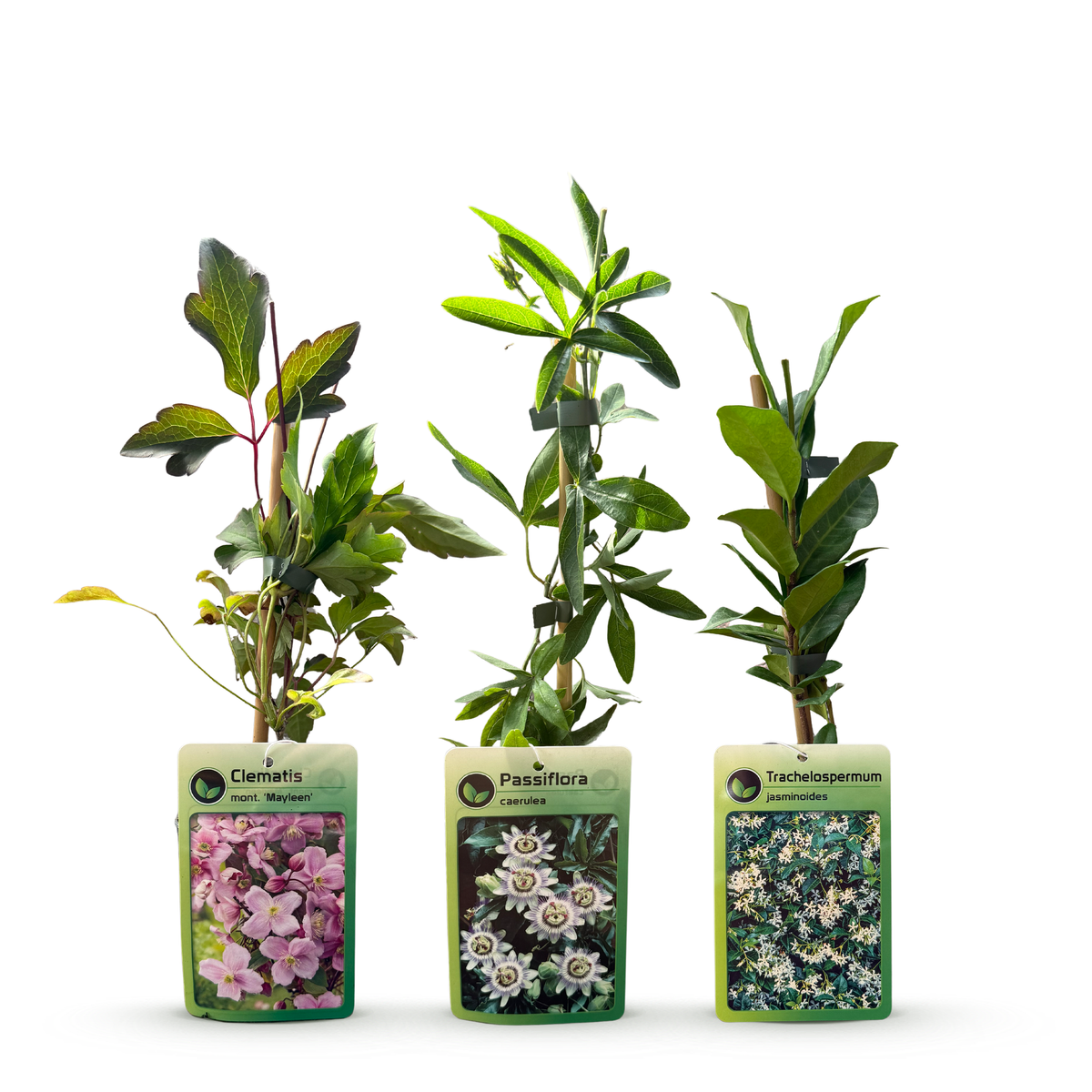 Klimplaten Tricolor Colourfull - Driekleurige klimplaat 9x - Licht Roze - Wit - Paars - Klimplant - Ø9cm - ↕35cm