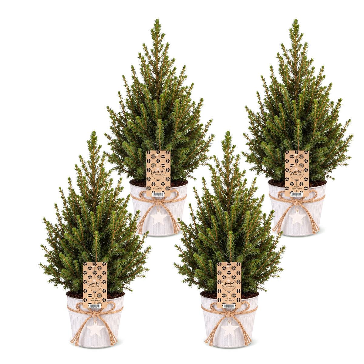Picea glauca Conica - 4x Kegelspar - Groen - Kerstboom - incl. zinken pot - Ø17cm - ↕65cm