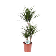 Dracaena marginata - Ø21 cm - ↕115 cm