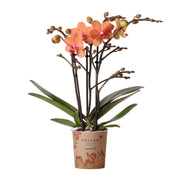 Kolibri Orchids | Orquídea Phalaenopsis naranja - Mineral Bolzano - maceta de 9 cm de diámetro | planta de interior con flor - recién salida del vivero