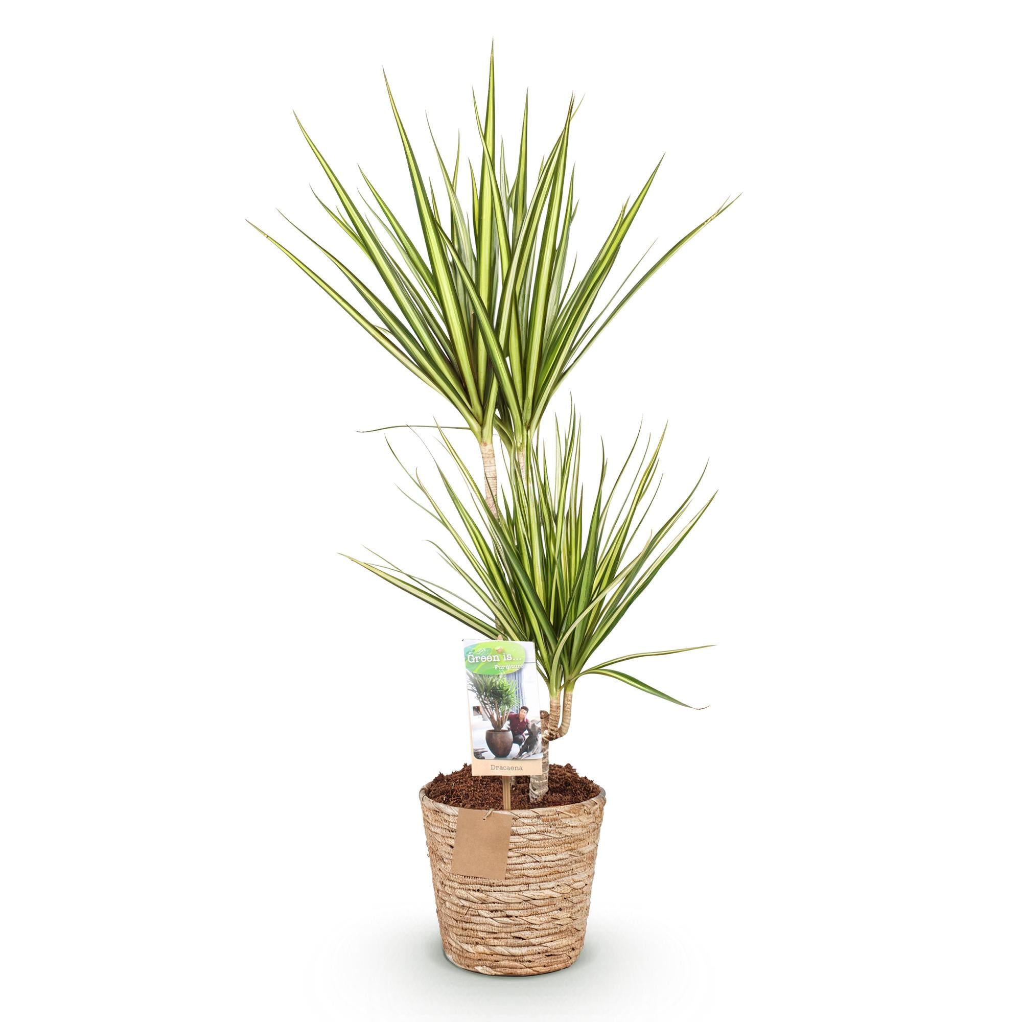 Dracaena Sunray - Drakenbloedboom - Weinig onderhoud - met mand - Groen - 1 Plant - Pot 17cm - Hoogte 70-75cm