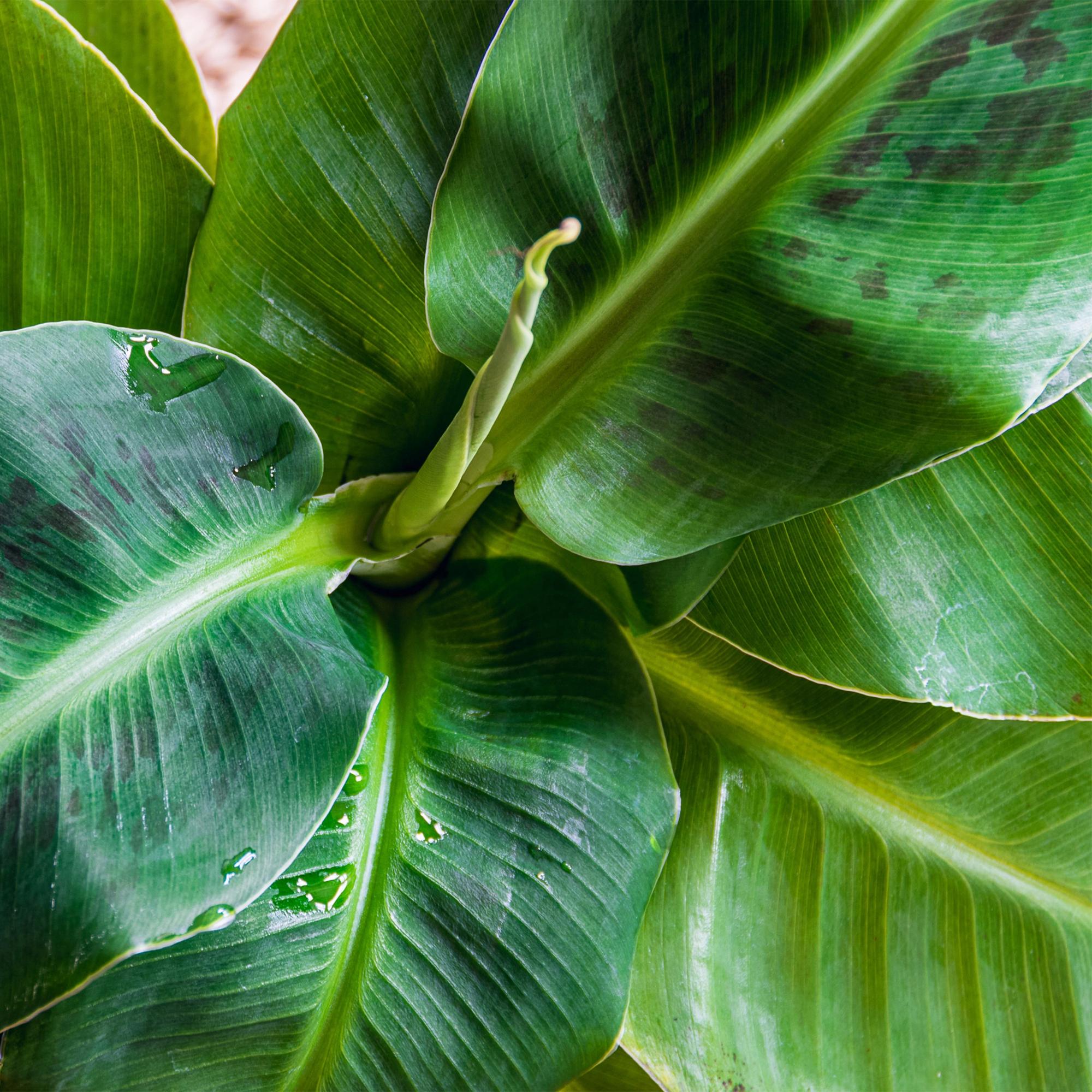 Musa acuminata Dwarf Cavendisch - Bananenplant - met Potter Wit - Pot 21cm - Hoogte 70-75cm