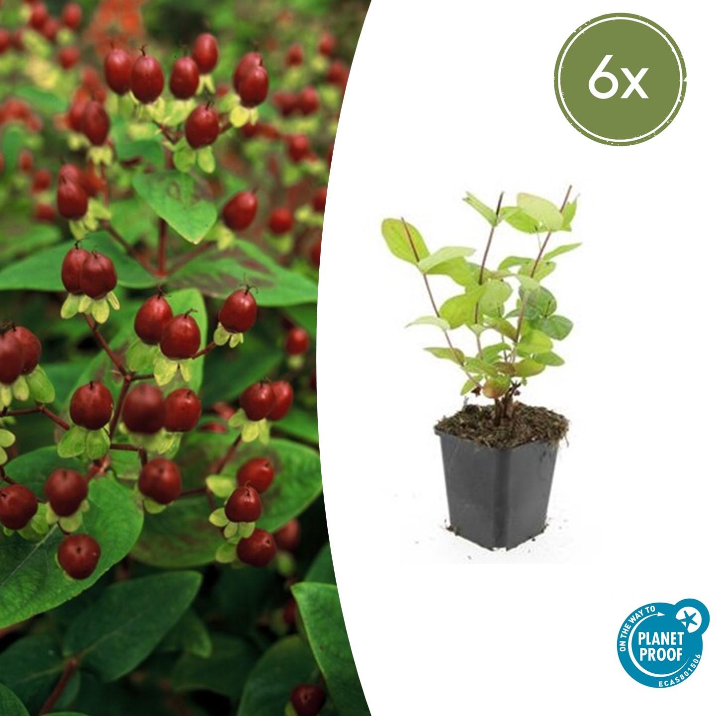 6x Hypericum inodorum 'Bellezza' - ↕10-25cm - Ø9cm