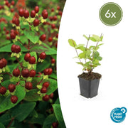 6x Hypericum inodorum 'Bellezza' - ↕10-25cm - Ø9cm
