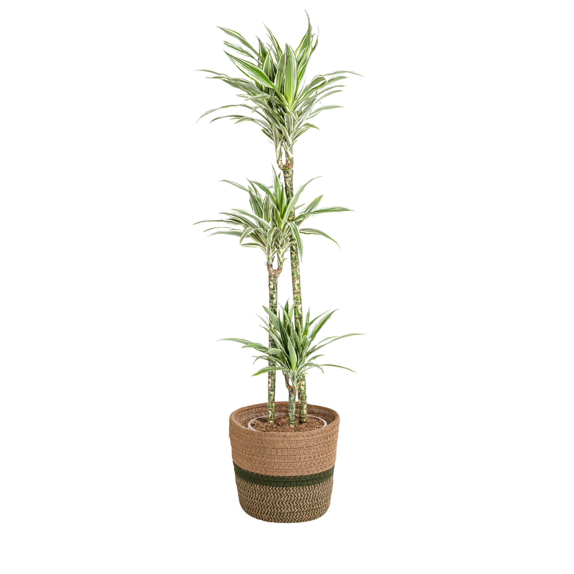 Dracaena Deremensis White Stripe met mand Ø24cm - ↕130 - 150cm