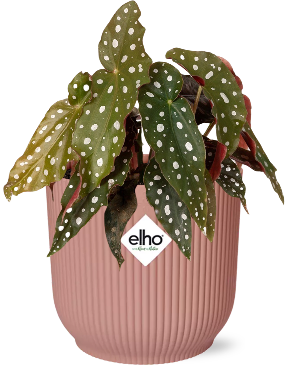 Bégonia Maculata + ELHO Vibes Fold 14cm rose