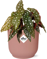 Bégonia Maculata + ELHO Vibes Fold 14cm rose
