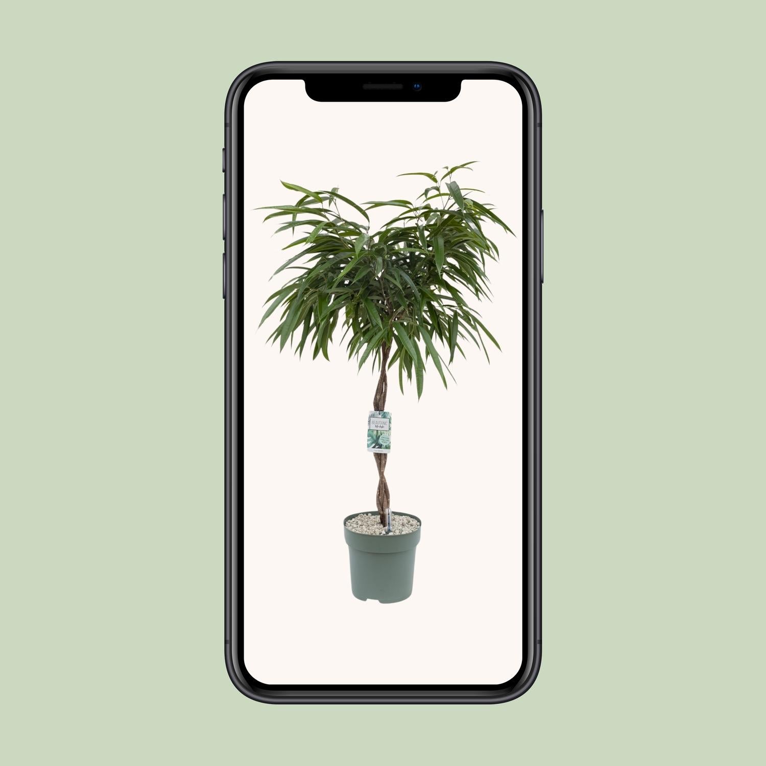 Ficus Mahori – Ø27cm – ↕120cm