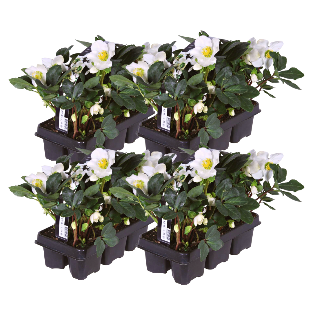 Helleborus niger ‘Christmas Carol’ – Set van 24 Kerstrozen (4 x Sixpack)