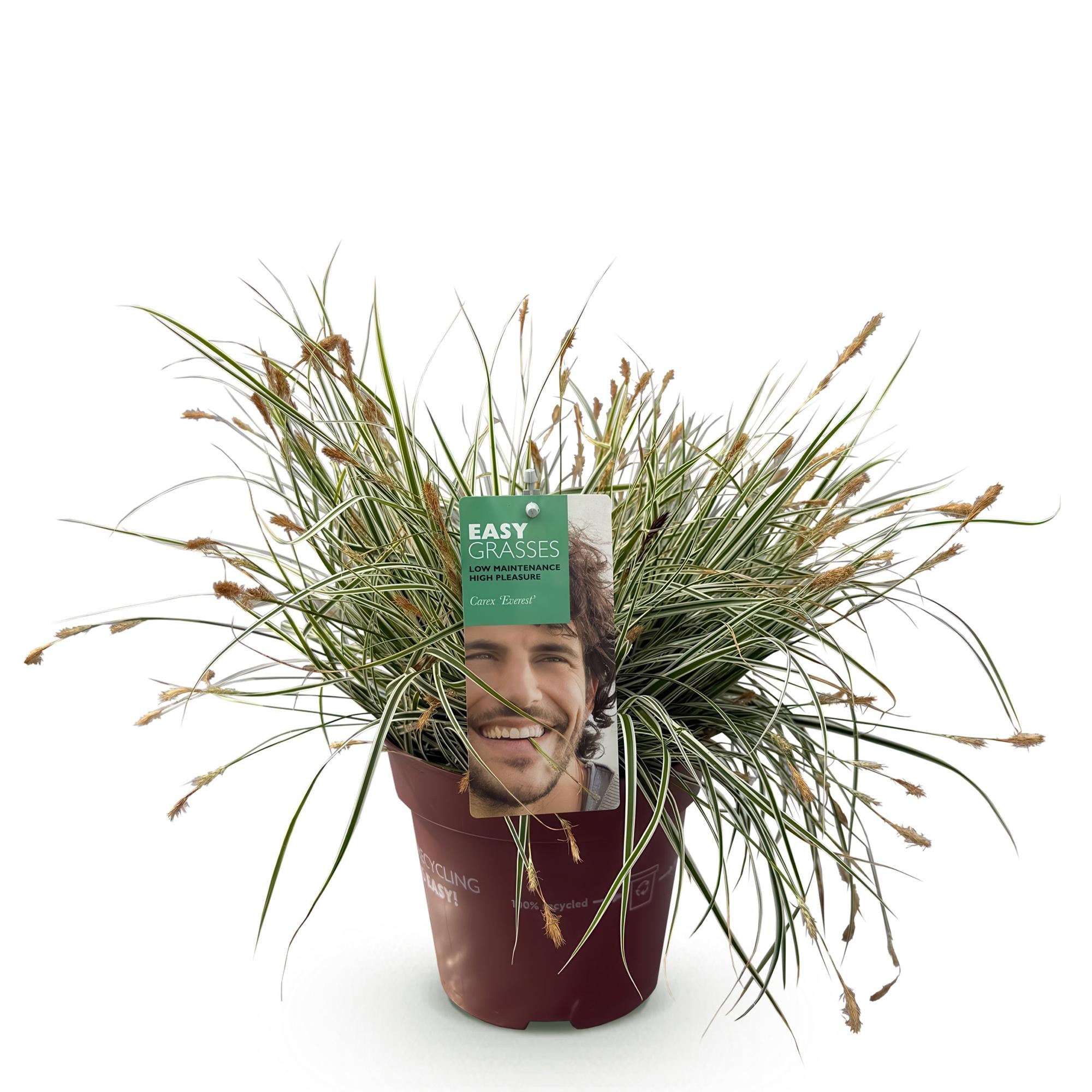 Carex oshimensis Everest - Wit en Groen - 1 Plant - Groenblijvend - Winterhard - Pot 17cm Hoogte 50cm