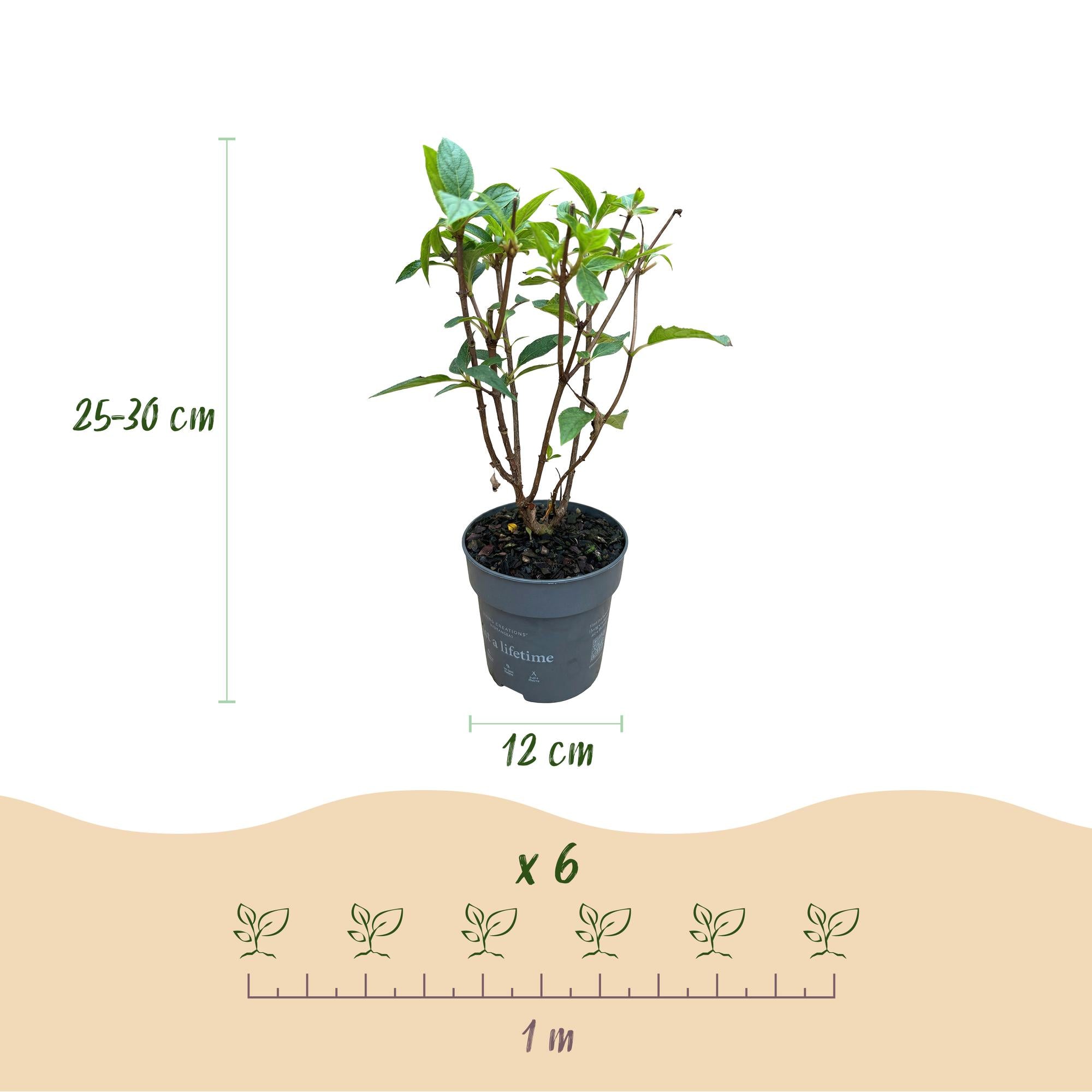 Hydrangea panniculata Living Pink & Rose - Pluimhortensia - Winterhard - Roze - 3 Planten - Pot 12cm - Hoogte Hoogte 20-30cm