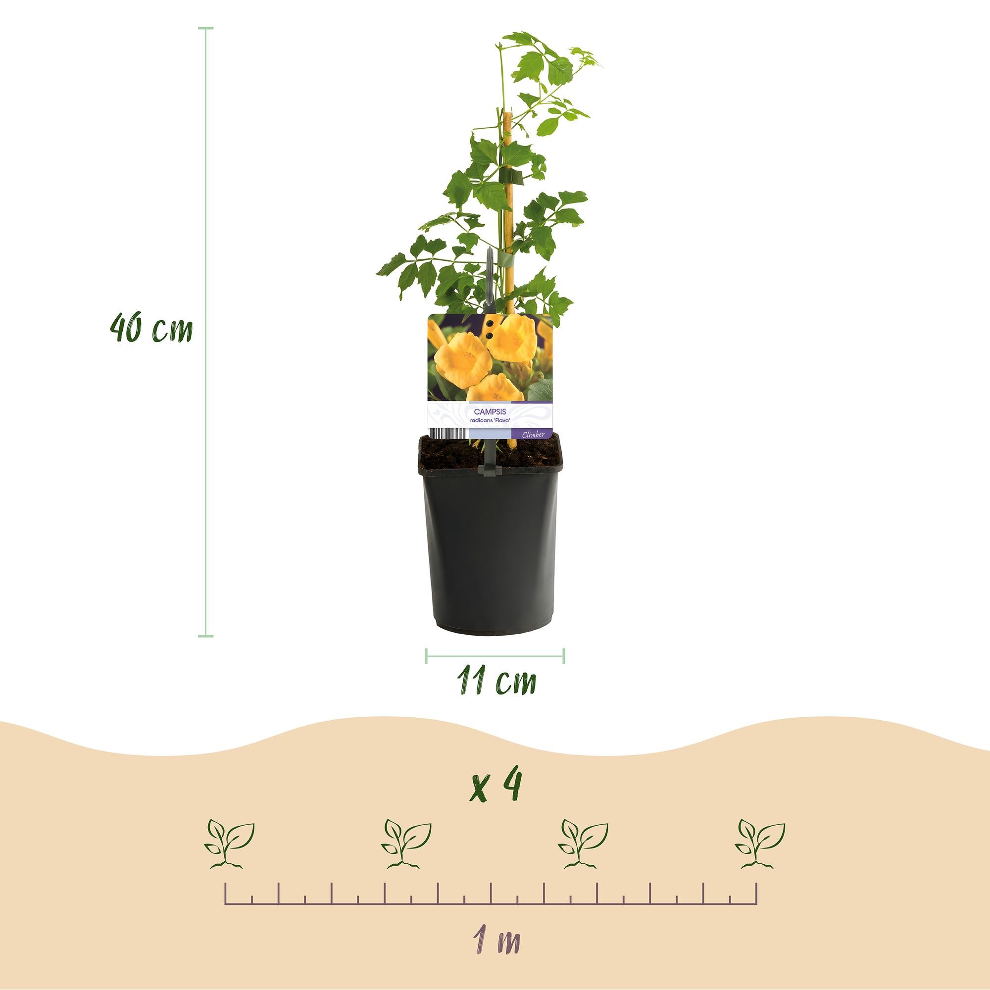 Green boutiQ - Fiore a tromba - Campsis radicans Flave - Fiore giallo - Bassa manutenzione - 2 piante - Vaso 11 cm Altezza 40 cm