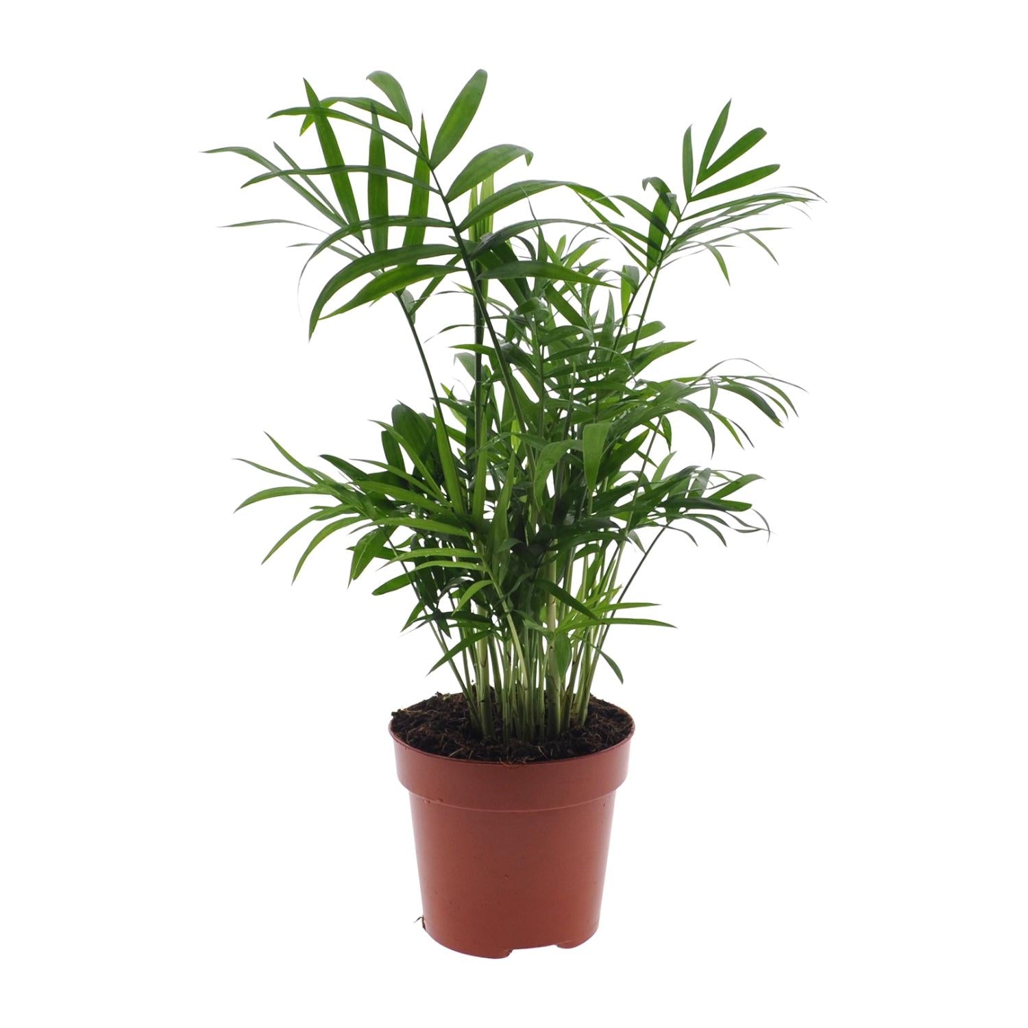Chamaedorea Elegans – Mexikanische Bergpalme – Ø 12 cm – ↕ 40 cm