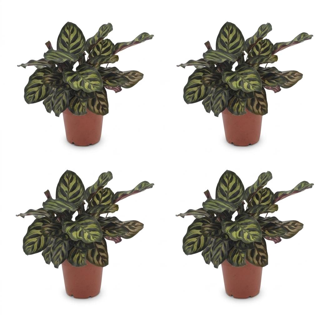 Calathea Makoyana - Pauwenplant - 4x - Pot 12cm - Hoogte - 25cm