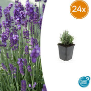 24x Lavandula ang. 'Blu nano' - ↕10-25 cm - Ø9 cm