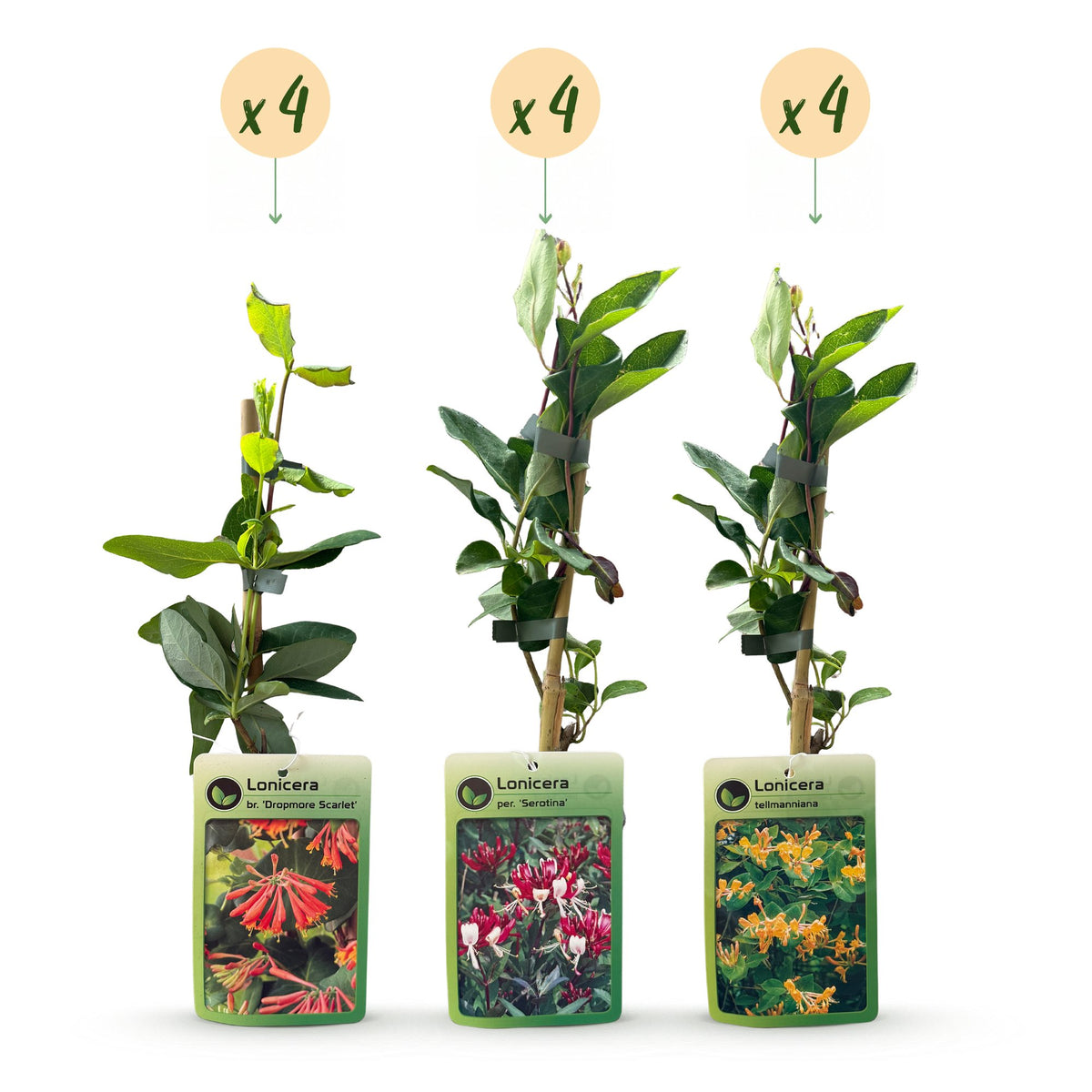 Lonicera Tricolour - Driekleurige kamperfoelie 12x - Rood - Paars - Oranje - Geel - Klimplant - Ø9cm - ↕35cm