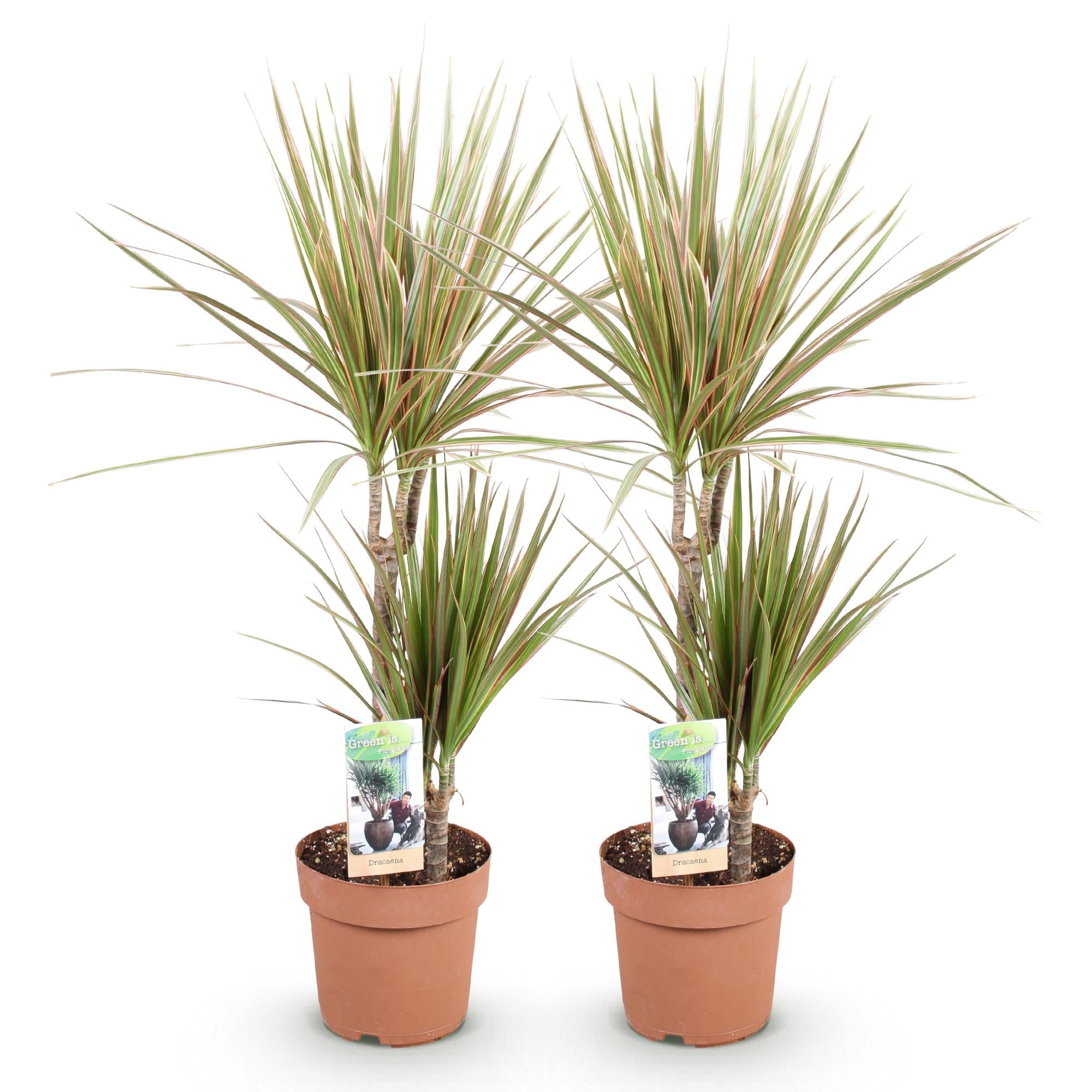 Dracaena Marginata Bicolor - Drakenbloedboom - Weinig onderhoud - Groen - 2 Planten - Pot 17cm - Hoogte 70-75cm