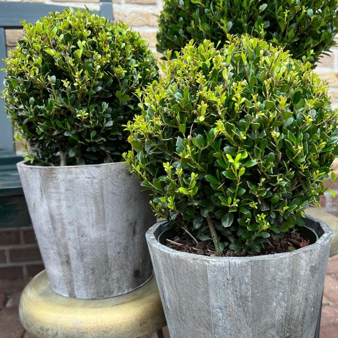 2x Ilex crenata 'Jenny' Kugelblumen im Holztopf | 2er-Set | 20 cm Ø Durchmesser