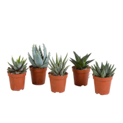 Gasteria/Haworthia mix 5.5cm - without pot - 5x