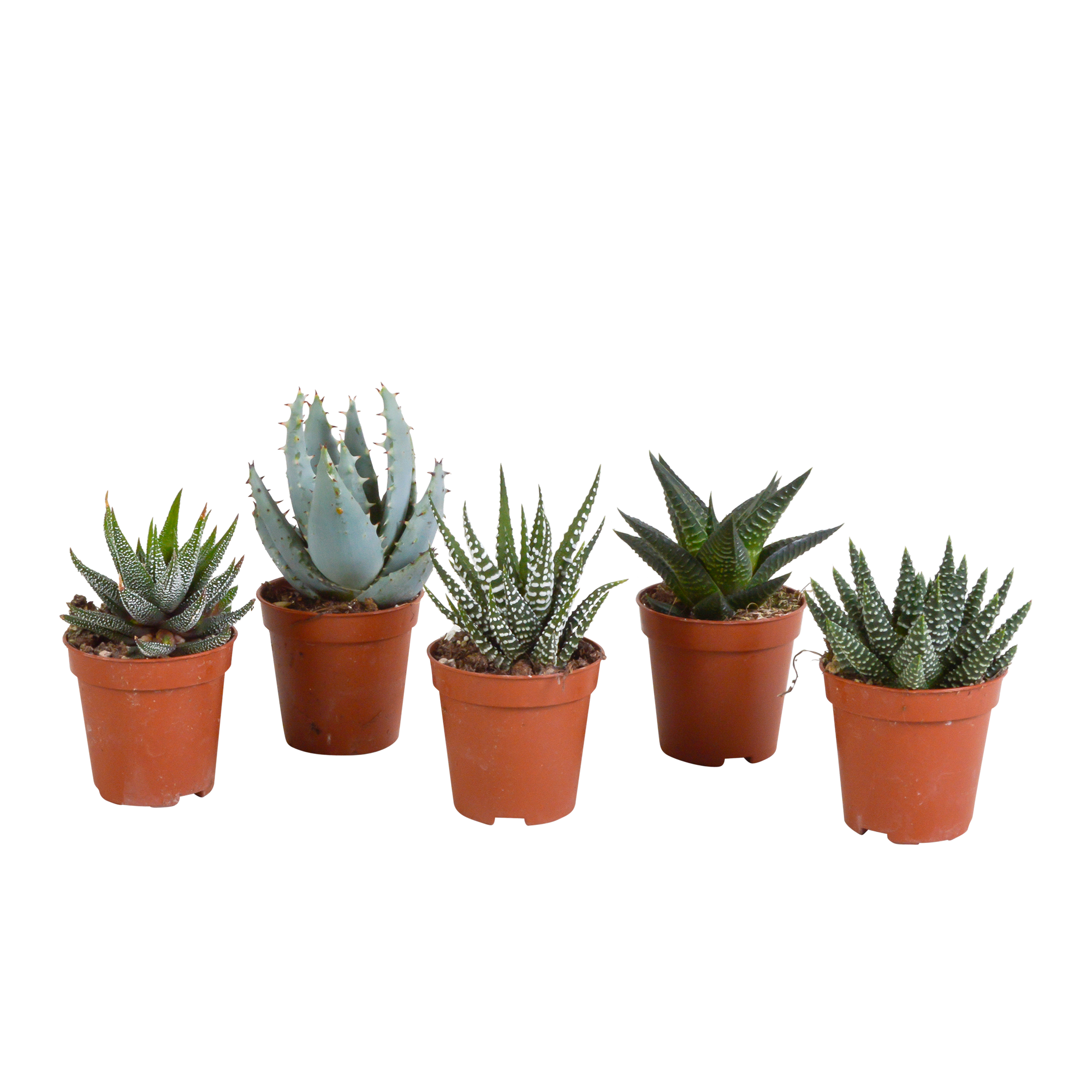 Gasteria/Haworthia mix 5.5cm - without pot - 5x