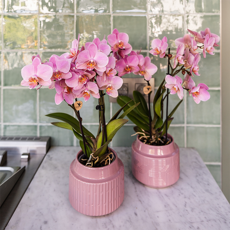 Kolibri Orchids | COMBI DEAL of 4 Phalaenopsis orchids - Treviso - pot size Ø9cm | flowering houseplant - fresh from the grower